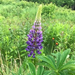 Meet your Posher, Lara